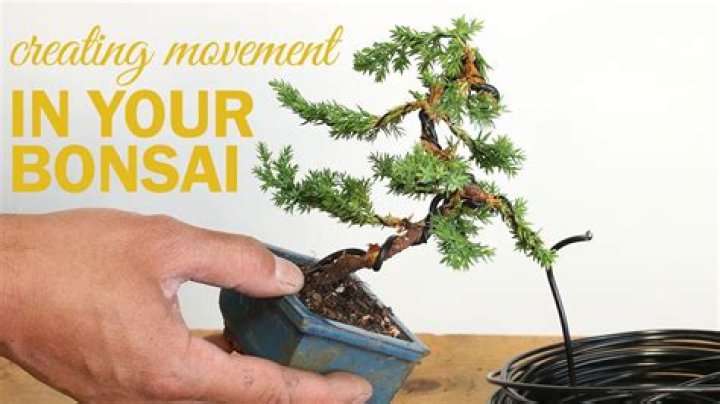 Where does bonsai come from